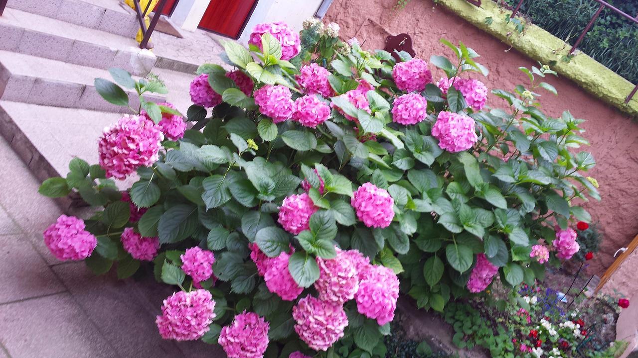 Apartman Lana *
